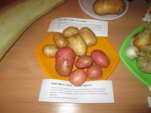 Картофель гулливер: описание и характеристика, отзывы