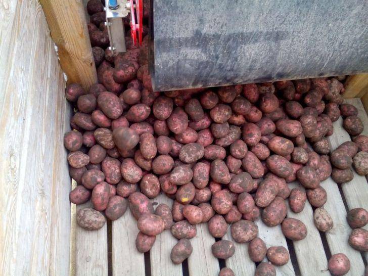 Сорт картофеля «лабелла» – описание и фото