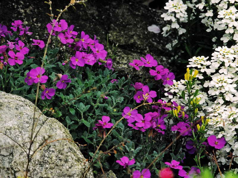Цветок обриета - выращивание из семян, уход и фото сортов