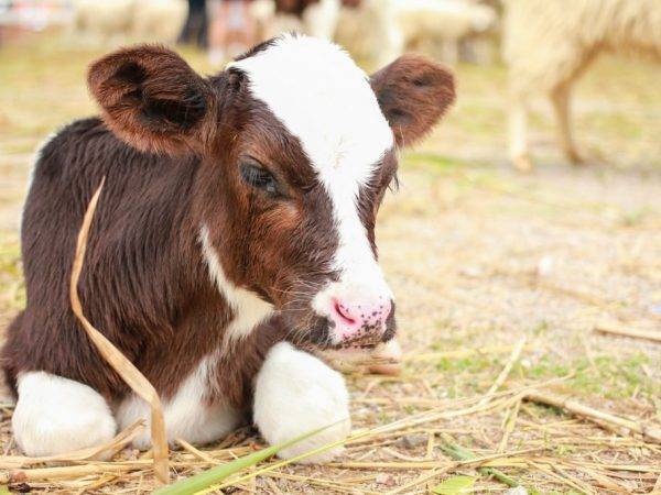 Как вывести вшей у коровы: народными средствами и медицинскими препаратами