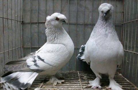 Голуби бойные иранские головатые, щекатые: внешний вид, особенности птиц