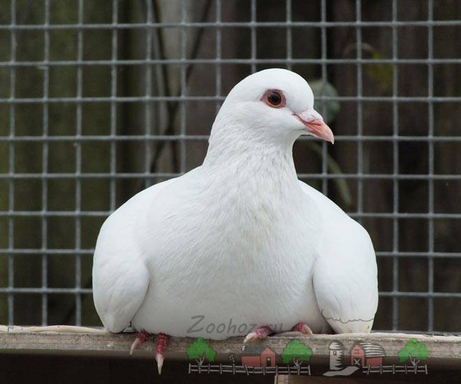 Разведение голубей: выращивание, содержание и уход за породистыми голубями (105 фото и видео)