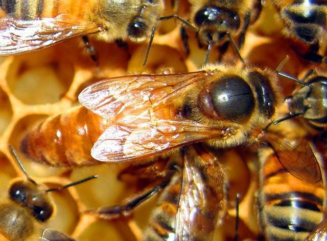 Кто такие пчелы трутовки и чем они опасны?