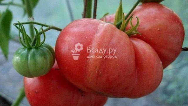 Сорт томата «мясистый сахаристый»: описание, характеристика, посев на рассаду, подкормка, урожайность, фото, видео и самые распространенные болезни томатов
