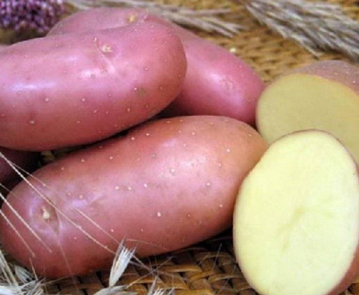 Сорт картофеля «ирбитский»: характеристика, описание, урожайность, отзывы и фото