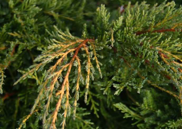 Можжевельник золотой голд: сорта растения, особенности выращивания и борьбы с вредителями