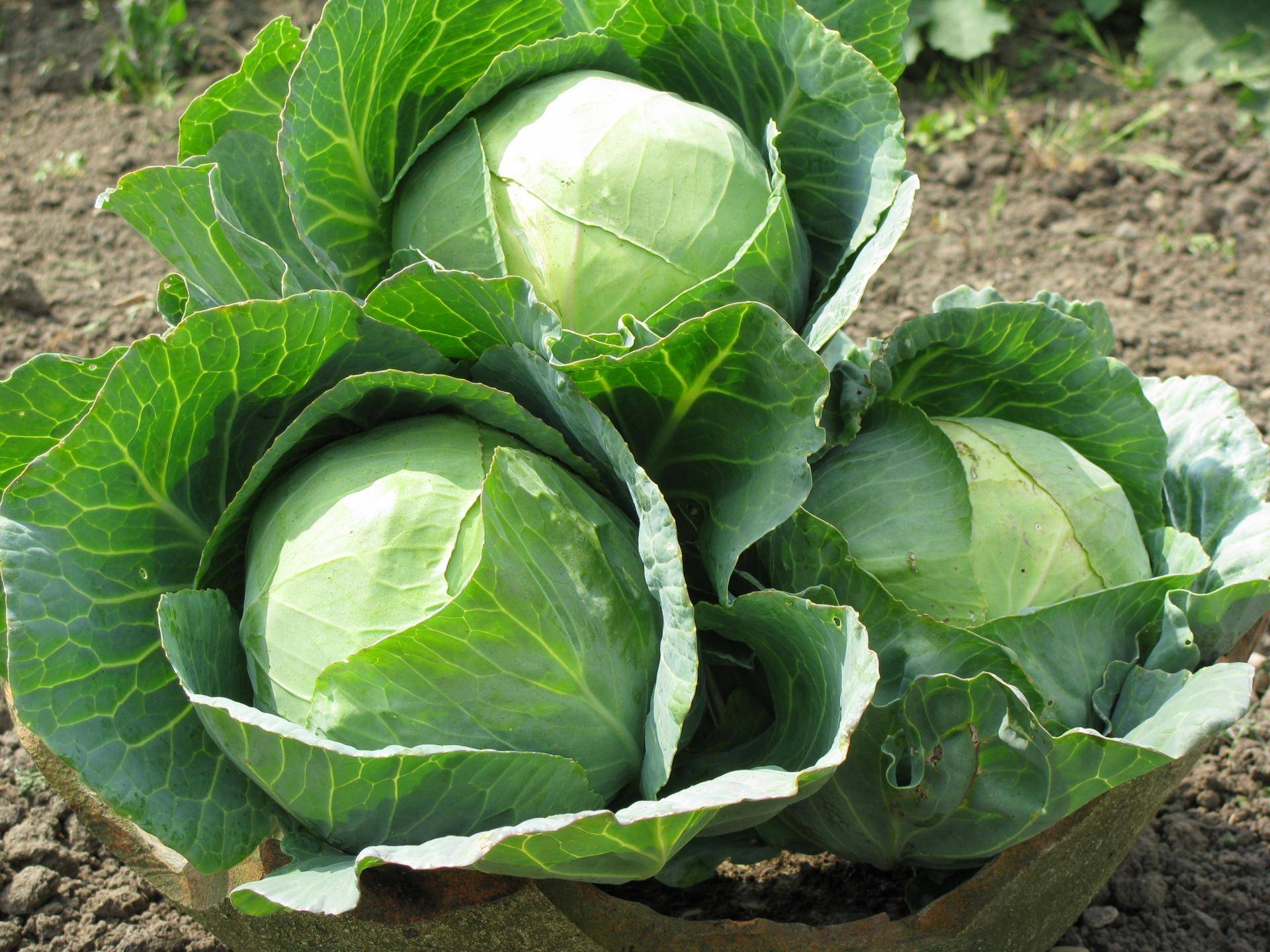 Особенности выращивания сорта капусты парел f1