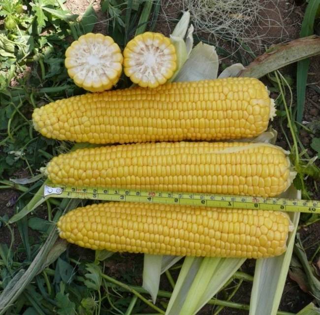 Какой сорт кукурузы подойдет для средней полосы россии