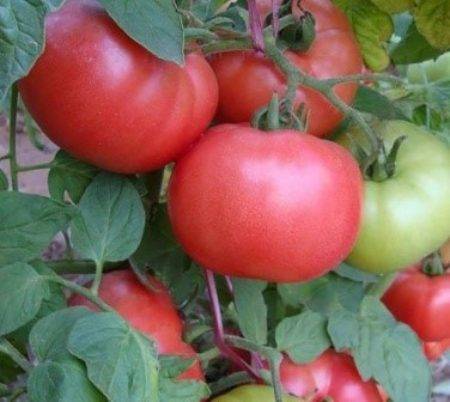 Описание сорта томата «демидов» — урожайность, вкус, сроки созревания
