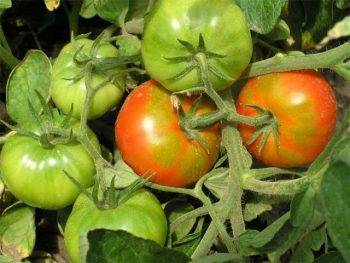 Как хранить зеленые помидоры чтобы они покраснели в домашних условиях на зиму, при какой температуре?