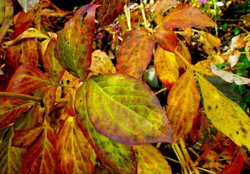 Листья гортензии бледнеют, светлеют, вянут и опадают: как спасти гортензию?