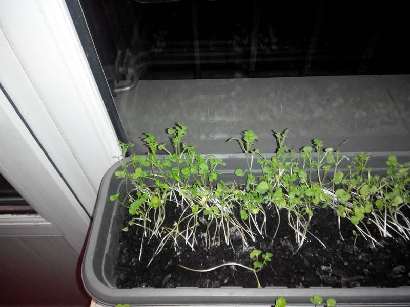 Как вырастить зеленый лук в квартире на подоконнике зимой