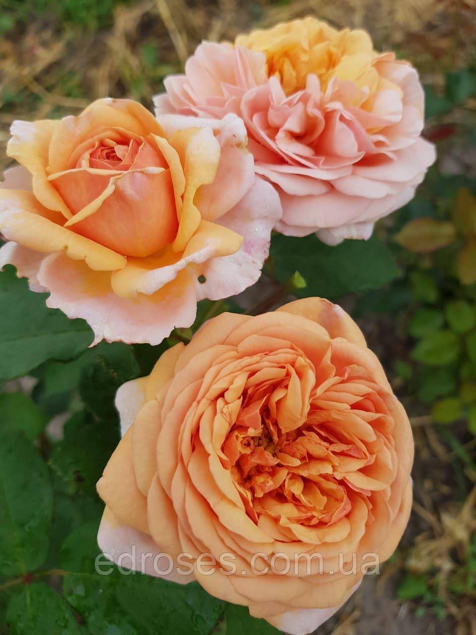 О розе клэр остин (claire austin): описание и характеристики сорта роз