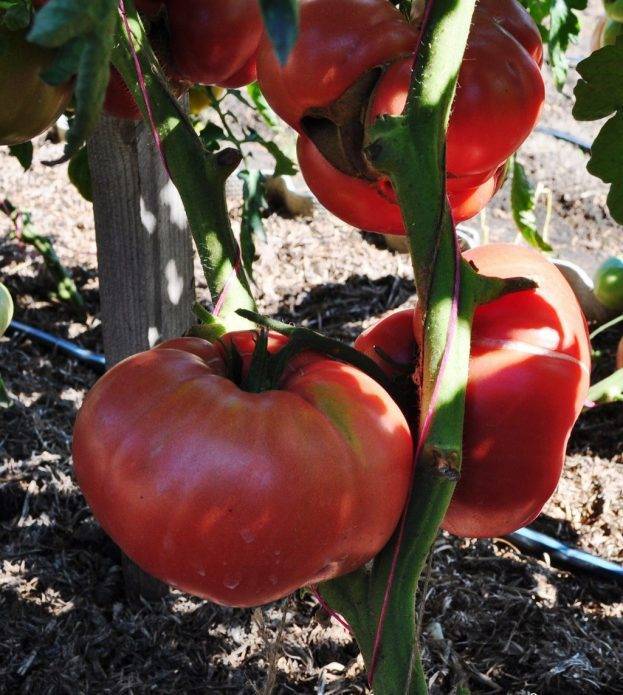 Ультраранний, некапризный, низкорослый и очень вкусный томат «бони мм»: полный обзор сорта и его выращивание