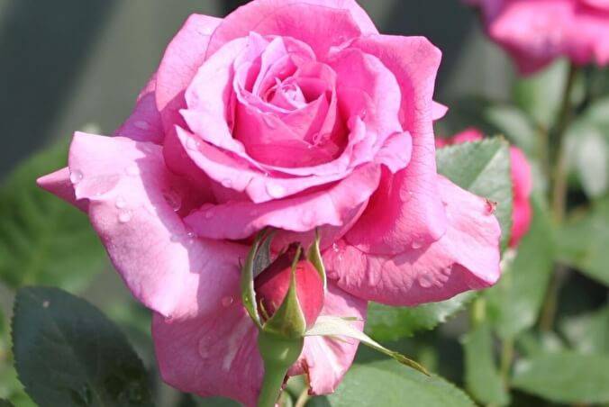 О розе blue moon: описание и характеристики сорта чайно гибридной розы