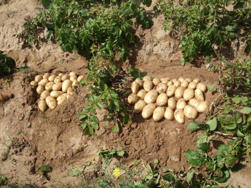 Сорт картофеля «лабелла»: описание высокоурожайной красавицы из голландии