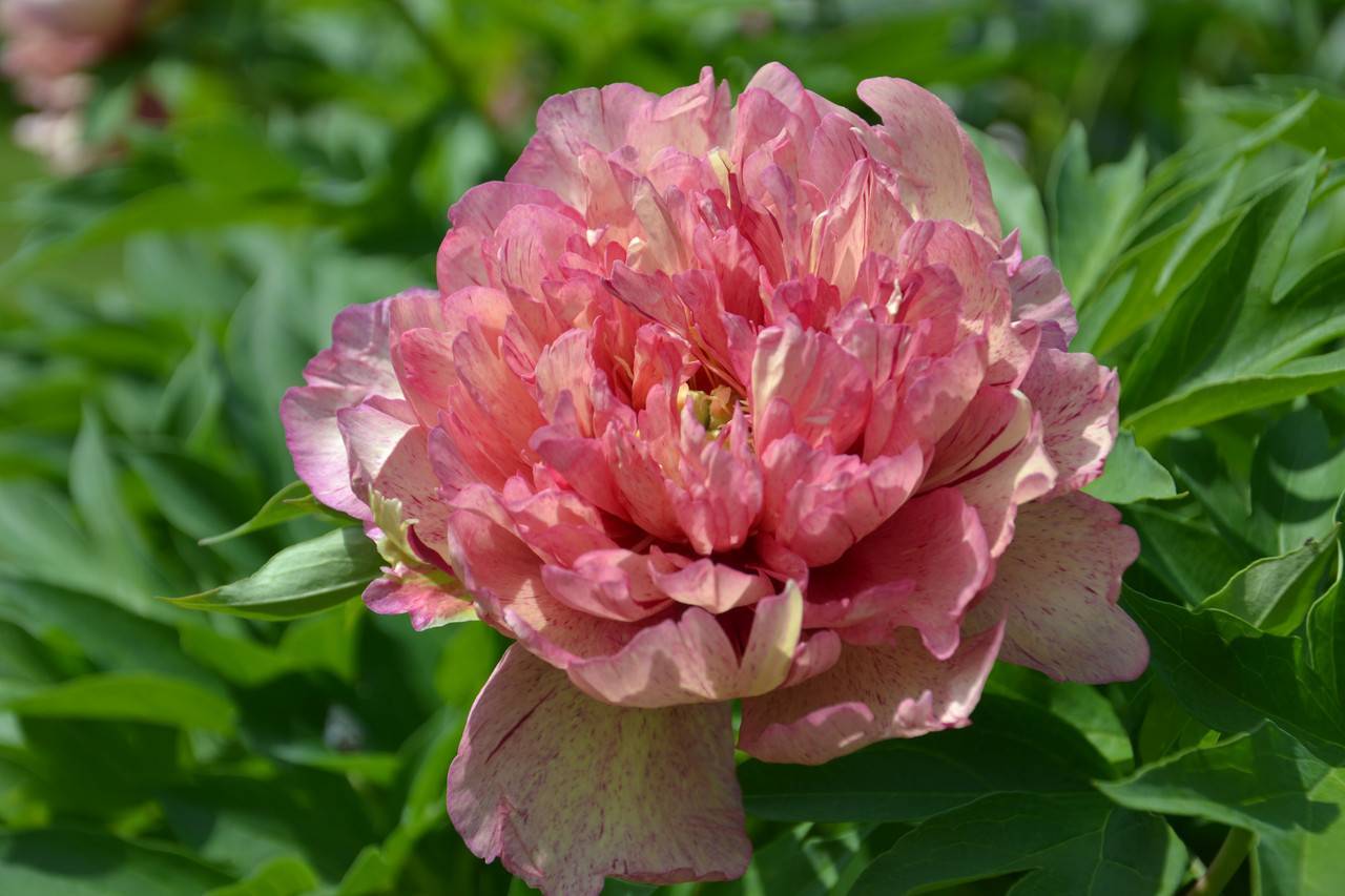 Пион джулия роуз: описание, фото, отзывы