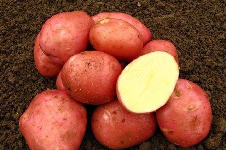 Картофель наташа — объясняем детально