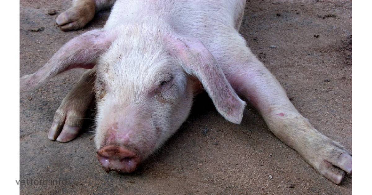 Статьи по ветеринарии свиней на piginfo | формы проявления стрепотококкоза у поросят.