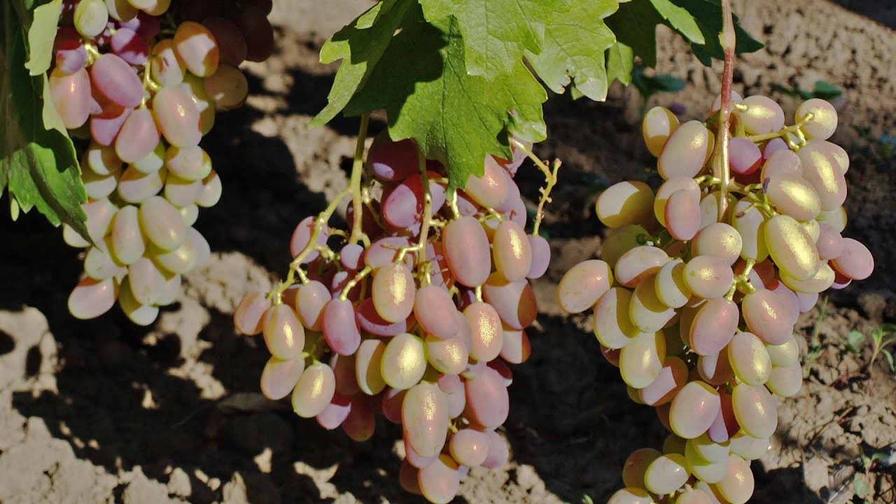 Сорт винограда юбилей новочеркасска – описание отзывы уход