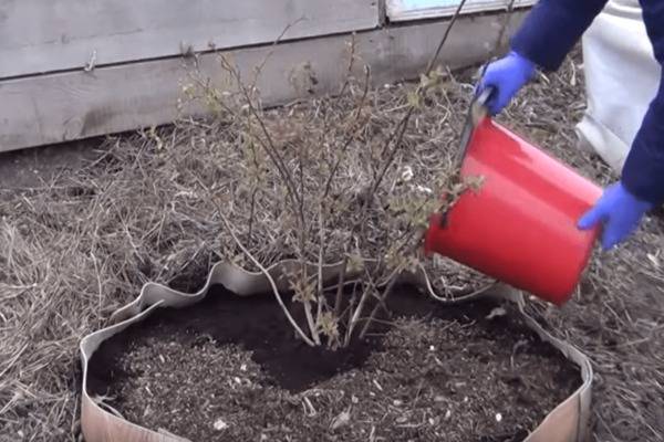 Как правильно выращивать садовую голубику – советы по посадке и уходу