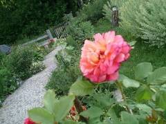 Роза плетистая алоха фото и описание
