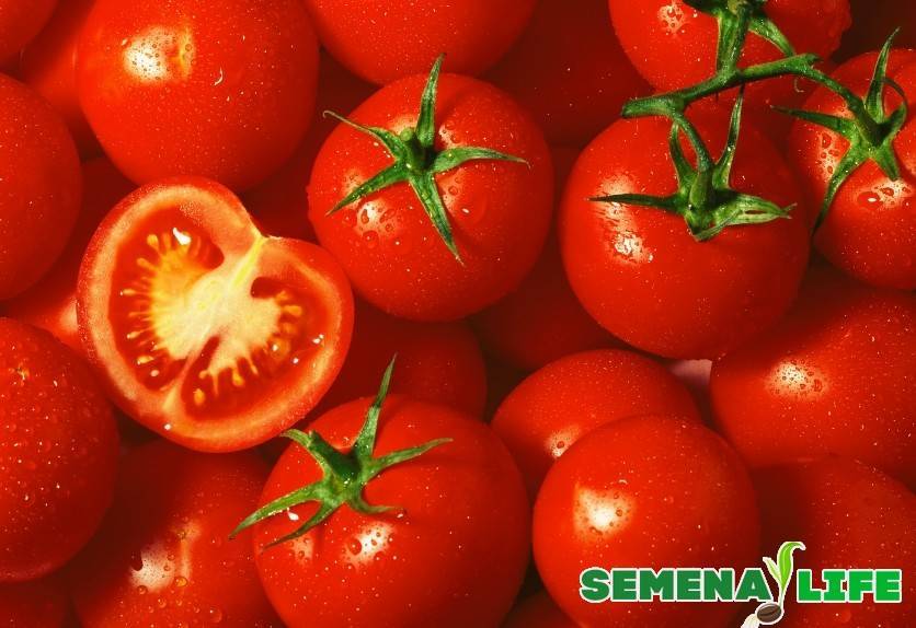 Как собрать семена томатов в домашних условиях быстро и просто