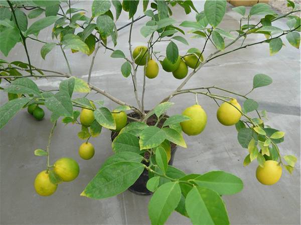 Дерево комнатный лимон: описание плодов, выращивание, уход в домашних условиях, размножение черенками