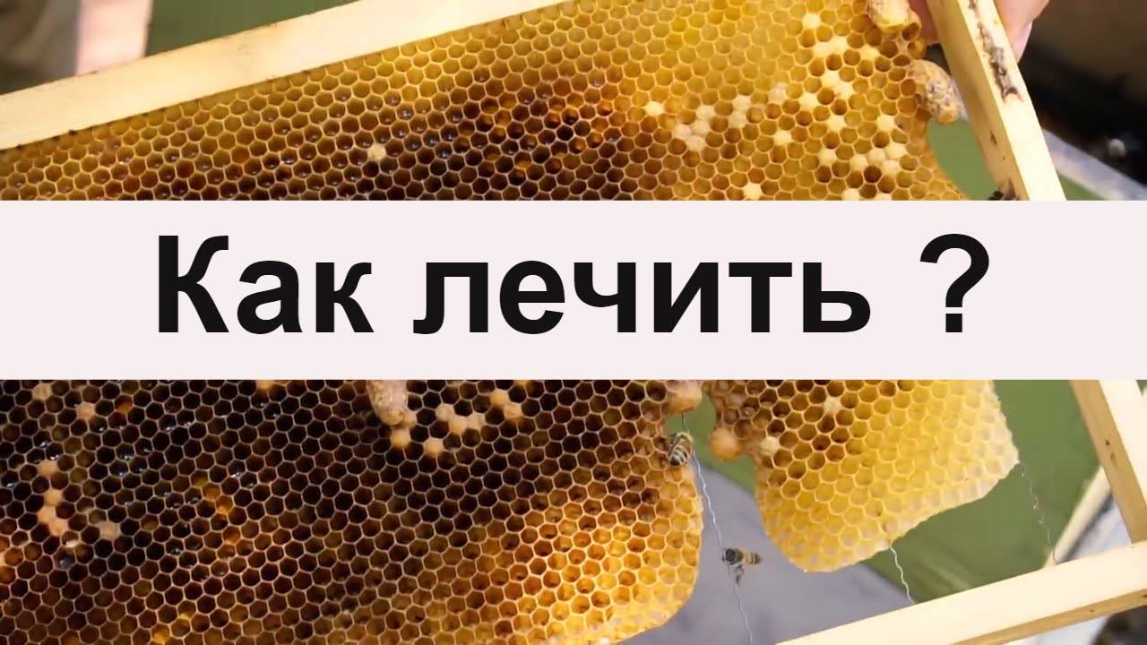 Лекарство для пчёл от гнильца — как и чем лечить