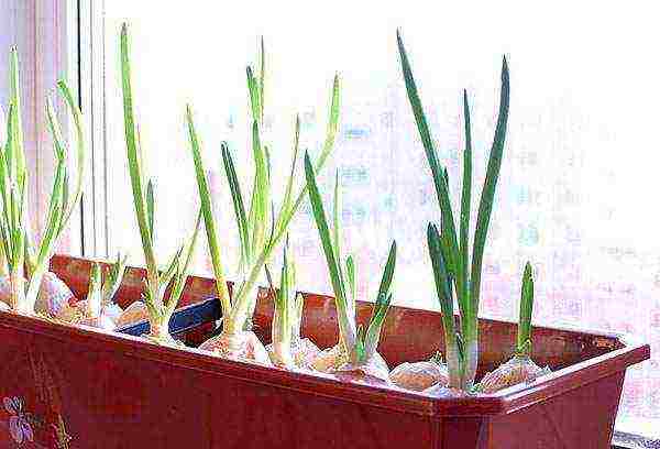 Лук на зелень из семян: выращивание - подробная инструкция!