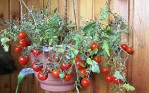Урожай на окне круглый год: выращиваем помидоры «балконное чудо» в домашних условиях
