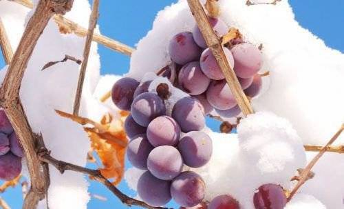 Виноград даша — описание сорта