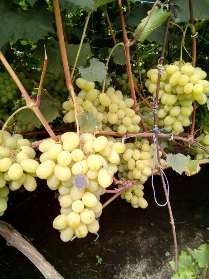 Сорт винограда «лора», описание, фото и видео