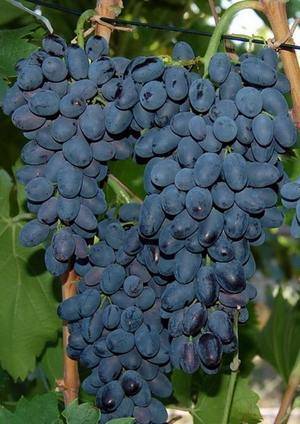 Валентина — гибридный сорт винограда