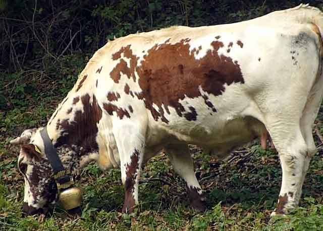 Определение стельности у коров по месяцам