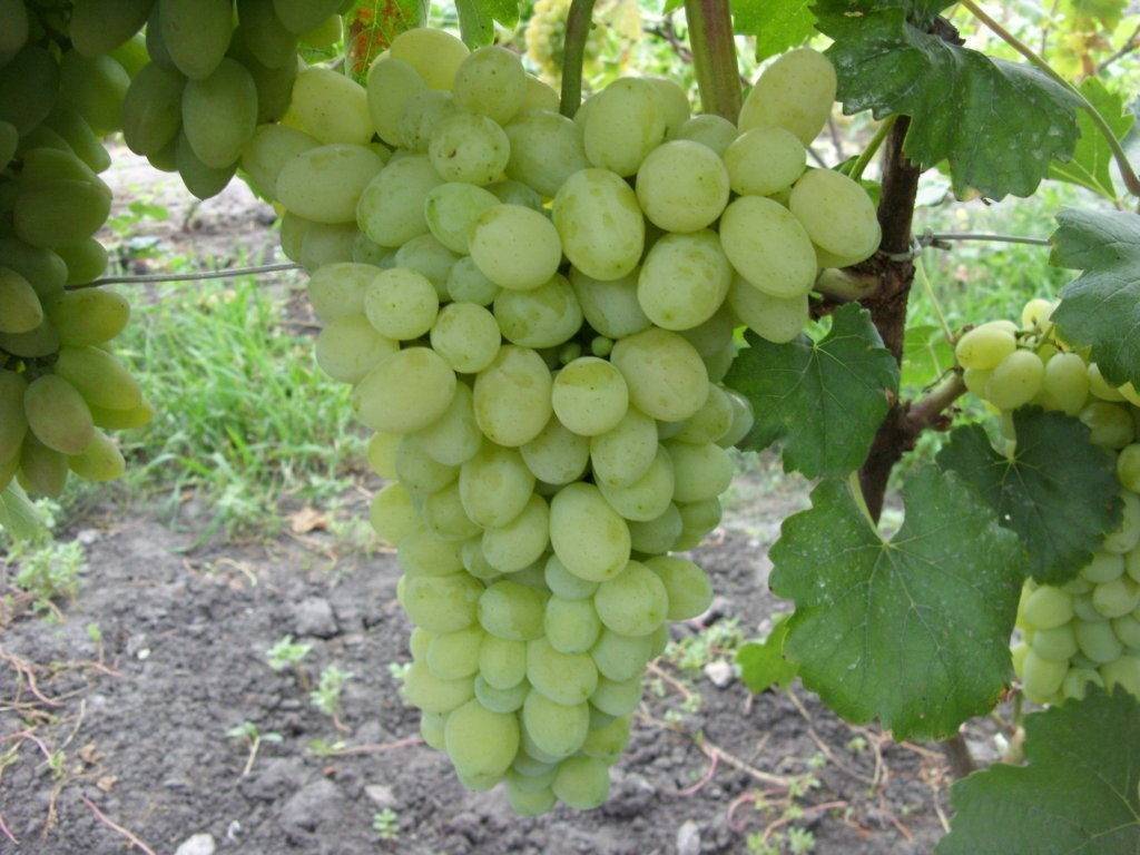 Виноград сорта лора: описание, посадка и уход