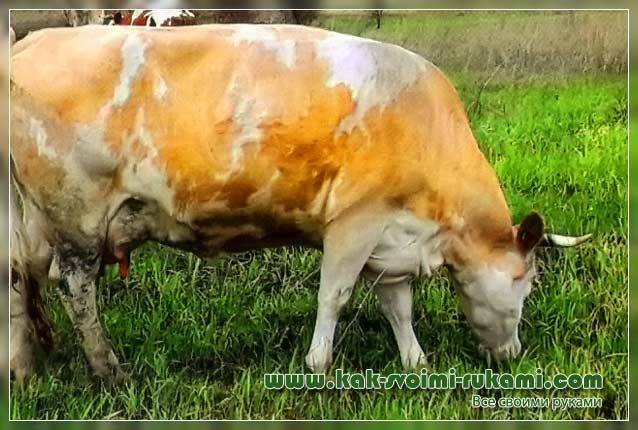 Красногорбатовская порода коров – исконно русская молочница