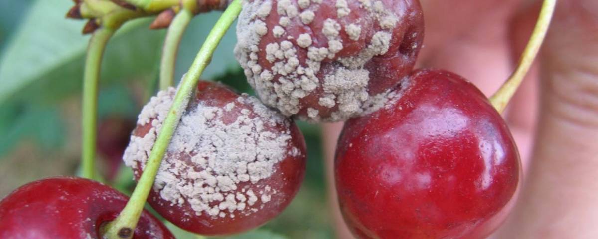 Болезни вишни и вредители – как предотвратить и чем лечить