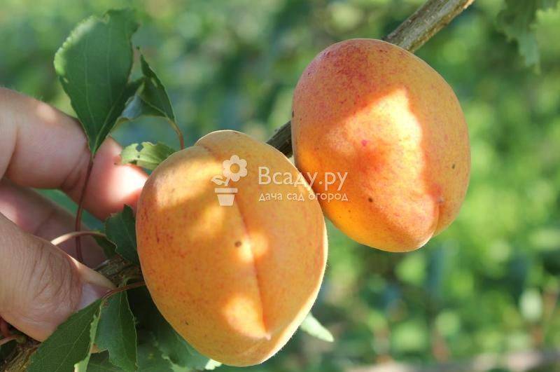 Характеристики сорта абрикоса алеша и уход за ним