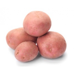Лучшие сорта белого картофеля (с белой мякотью): описание и характеристика, фото