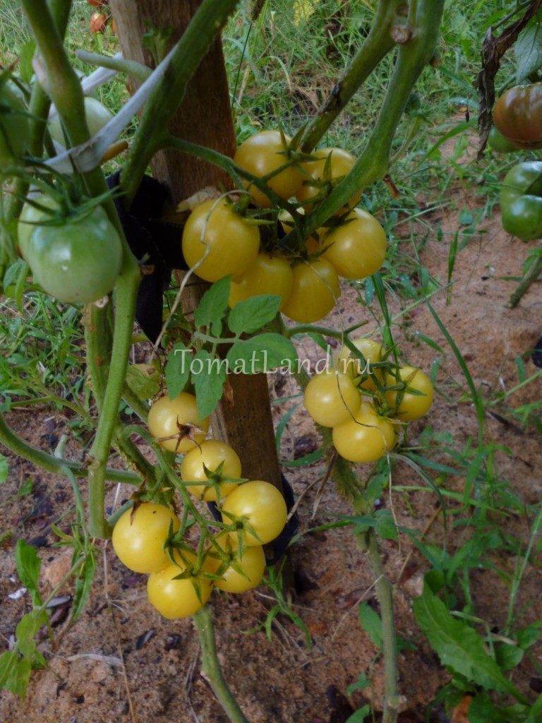 Легко и просто выращиваем томат «дюймовочка» на подоконнике или дачном участке по инструкции от опытных фермеров
