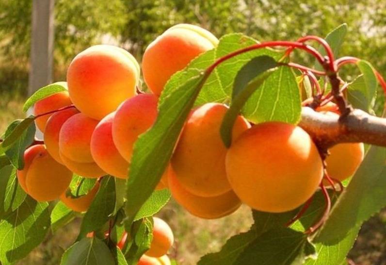 Описание абрикоса сорта хабаровский: характеристики, фото, отзывы, видео