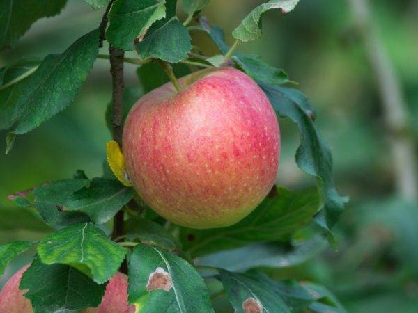 Особенности яблони жигулевское