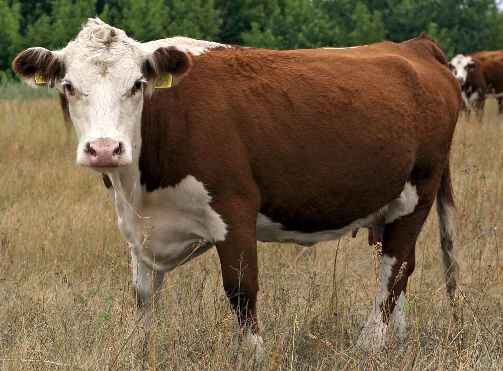 Казахская белоголовая порода коров: характеристика, фото