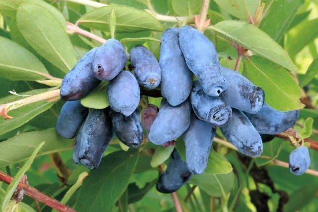 Жимолость «гордость бакчара» — описание и технология выращивания крупноплодного сорта