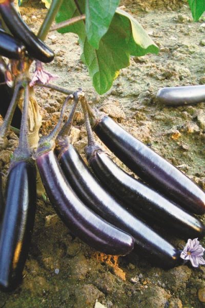Самые популярные и урожайные сорта баклажанов для выращивания в открытом грунте и правила выбора семян