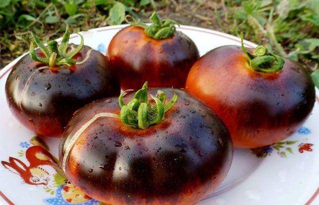 Замечателен в свежем виде и так же хорош в консервации — томат «лакомка черная» и азы выращивания этого сорта