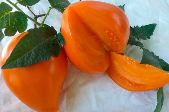 Мясистый и очень вкусный томат «мишка косолапый»: отзывы и агротехнические приемы для повышения урожая