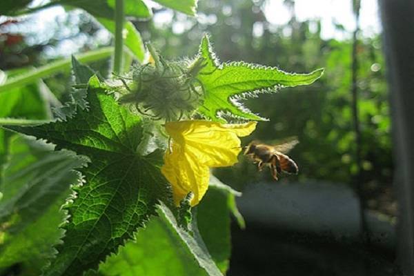 Как и когда собирать пыльцу у пчел правильно | практическое пчеловодство