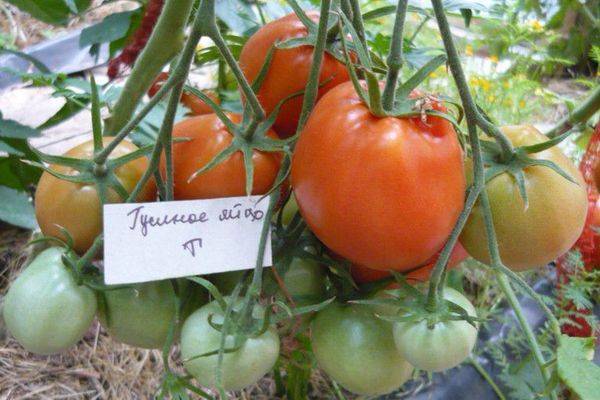 О томате гусиное яйцо: описание сорта, характеристики помидоров, посев